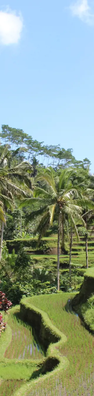 La beauté des rizières en terrasses de Tegallalang.